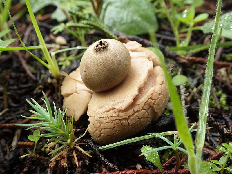 File:2016-01-05 Geastrum triplex Jungh 588443.jpg