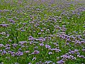 Rainfarn-Phazelie (Büschelschön, Rainfarnblättrige Phazelie, Büschelblume, Bienenfreund) - Phacelia tanacetifolia