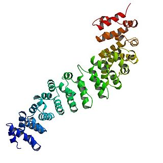 <span class="mw-page-title-main">Catenin beta-1</span> Mammalian protein found in Homo sapiens