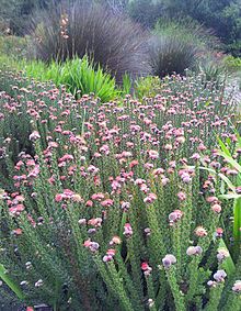 9 Leucospermum truncatulum - Горный финбос - SA.jpg