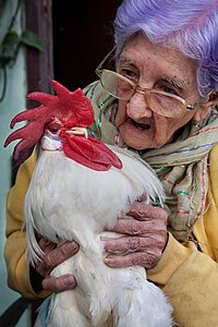 A 95 year old woman with her pet rooster, Havana, Cuba