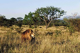 Kapama'da Bir Aslan, Limpopo, Güney Afrika (2418531028) .jpg
