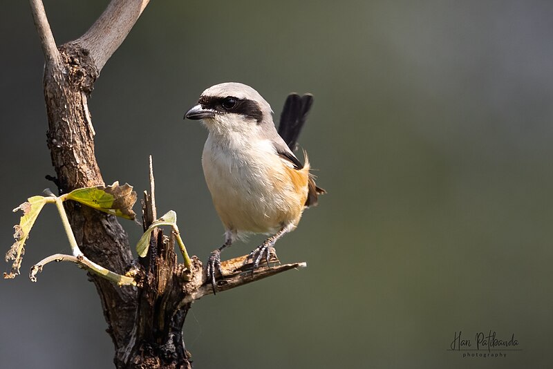 File:A Long Tailed Shrike waiting to Strike (51406537890).jpg