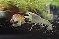A Snow White Crayfish (Procambarus sp.) Fighting a Mystery Snail (Pomacea bridgesii) for Food landscape.jpg