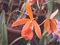 A and B Larsen orchids - Brassolaeliocattleya Golden Mul Orient DSCN1167.JPG