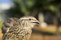 A common quail in Lebanon.jpg