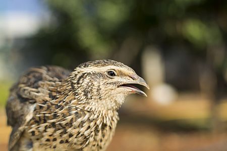 A common quail