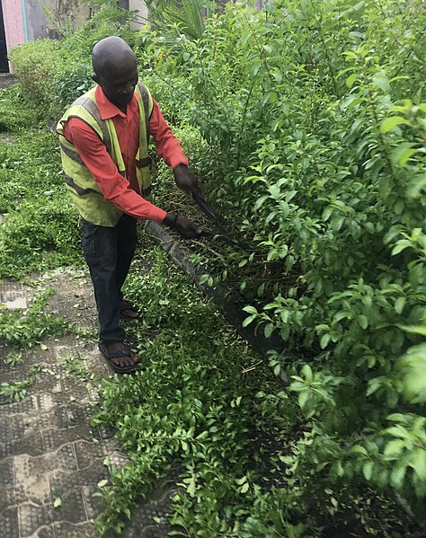 File:A gardener trimming flowers.jpg