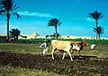 A picture of the countryside from the village of Saqqara in Giza showing the step pyramid of Djoser in 1965