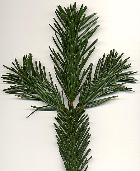 Abies nordmanniana.jpg