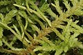 Abietinella abietina