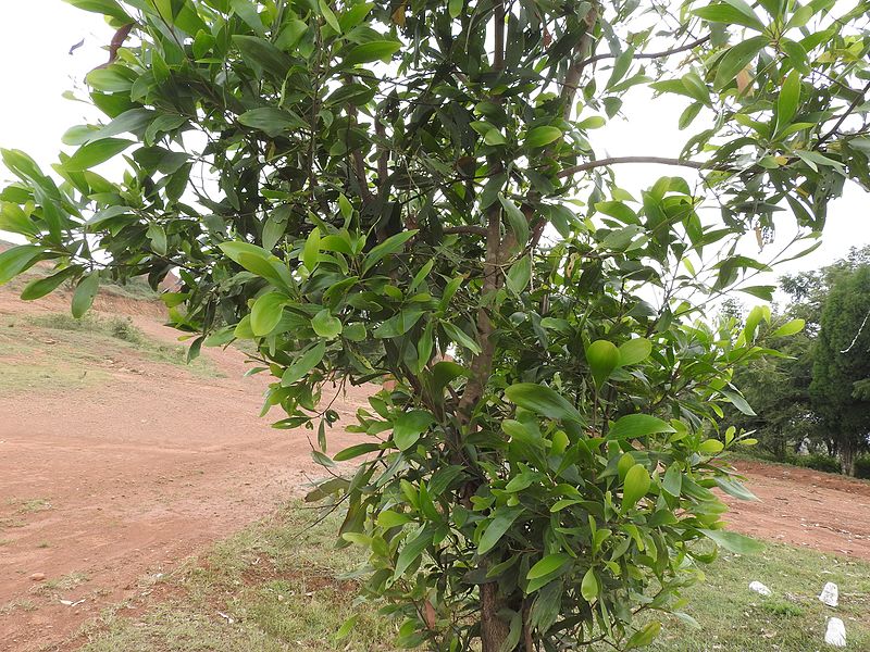 File:Acacia auriculiformis-1-mines-yercaud-salem-India.jpg