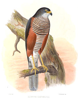 <span class="mw-page-title-main">Chestnut-flanked sparrowhawk</span> Species of bird