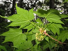 Acer argutum 1.JPG