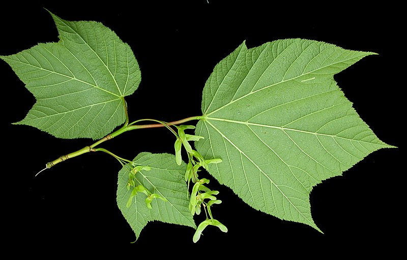 File:Acer pensylvanicum 15-p.bot-a.pensylvanic-018.jpg