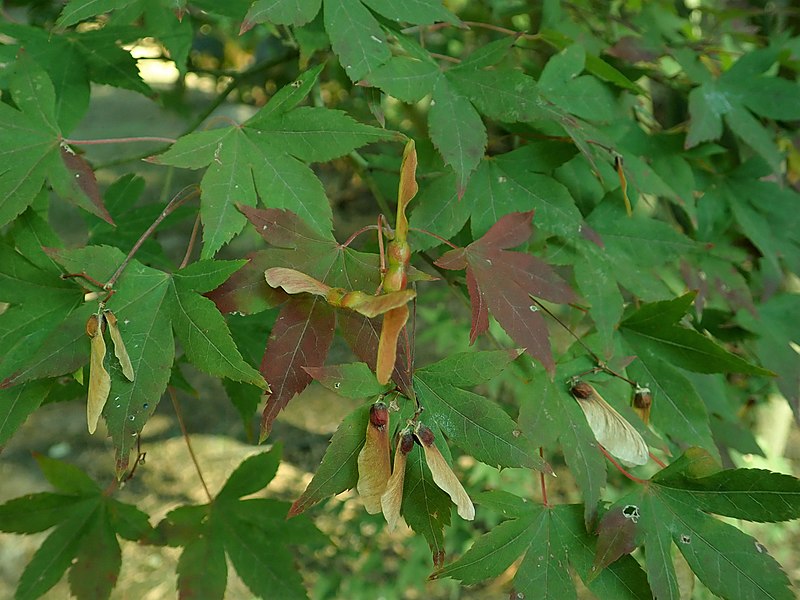 File:Acer pubipalmatum 2018-10-11 3035.jpg