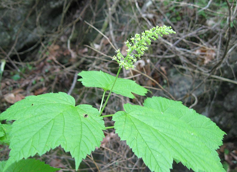 File:Acer spicatum flowers.jpg