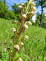 Orchis anthropophora Germany - Ersingen