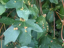 E gubacsatkával fertőzött mezei juhar levelek
