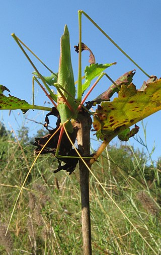 <i>Acrometopa</i> Genus of cricket-like animals