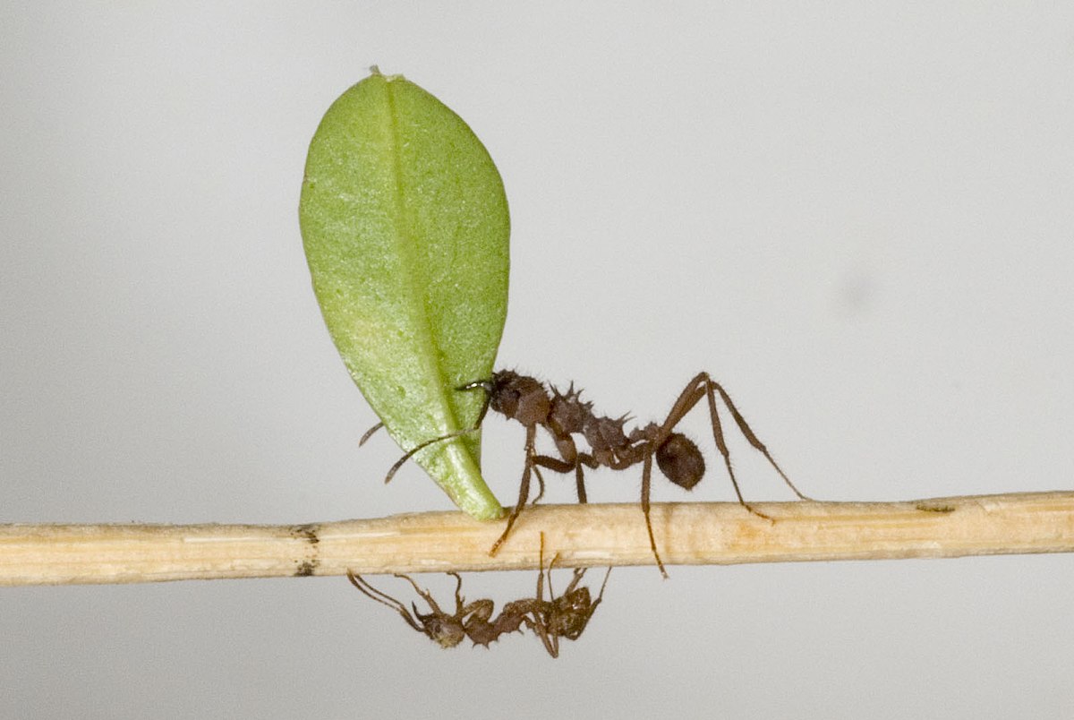 🍃 El increíble proceso de las hormigas cortadoras de hojas- Acromyrmex  octospinosus leafcutter ants 