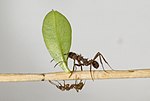 Thumbnail for Acromyrmex octospinosus