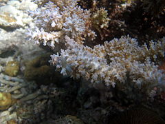 Acropora echinata