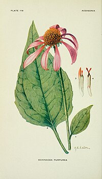 Addisonia - colored illustrations and popular descriptions of plants (1916-(1964)) (16585225938).jpg