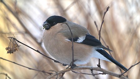 Lady Bullfinch with ninebark fruits. Pani gil z owocami pęcherznicy