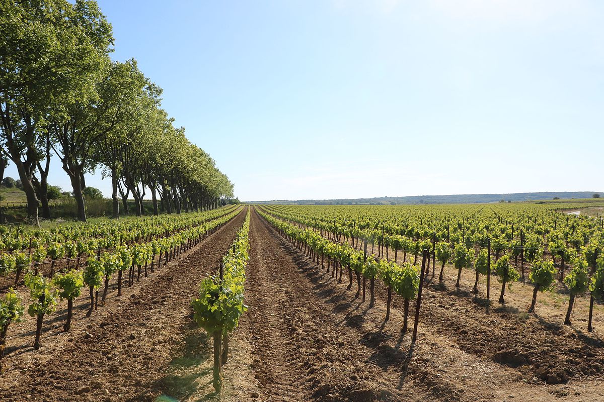 Des vignes. Виноградные плантации у автотрассы. Виноградные плантации у дороги. Виноградник 2014. Uzumchilik иўпёдфкш.