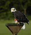 Bald Eagle (Haliaeetus leucocephalus)