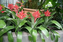 Aechmea Starbrite (3068918517) .jpg