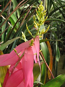 "Aechmea nallyi" di budidaya di Botanical Garden of Heidelberg, Jerman.