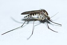 'A. provocans Aedes provocans.jpg