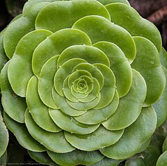 Category:Aeonium (cultivars) - Wikimedia Commons