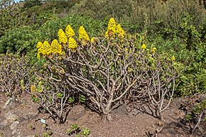 Описание изображения Aeonium arboreum - Ботанический сад Канарио Вьера-и-Клавихо - Гран-Канария - 01.jpg.