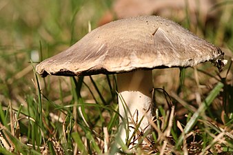 field mushroom (Agaricus campestris)