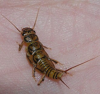 Agnetina flavescens Agnetina flavescens nymph.jpg