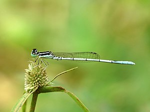 White dartlet Agriocnemis pieris male