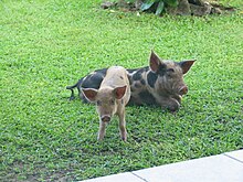 Bestand:Aitutaki_Pigs.JPG