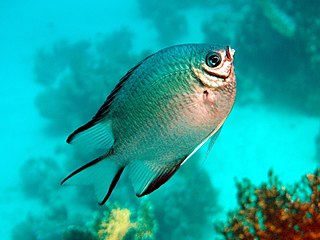 <i>Amblyglyphidodon leucogaster</i> Species of fish