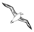 Albatross2 (PSF).png