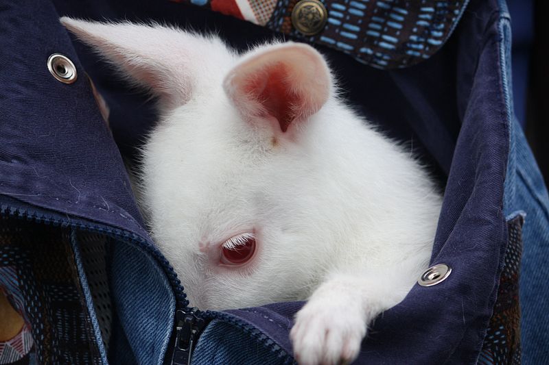 File:Albino wallaby at the Columbus Zoo-2011 07 11 IMG 0780.JPG