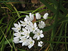 A. neapolitanum