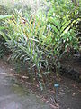 Français : Alpinia sanderae au Jardin d'Éden de Saint-Paul, sur l'île de La Réunion.