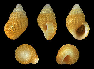 <i>Alvania mamillata</i> Species of gastropod