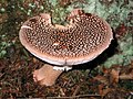 Rødmende Fluesvamp, Amanita rubescens. Kulinarisk værdi: [1]