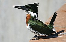 Amazon Kingfisher (Chloroceryle amazona) mâle.jpg