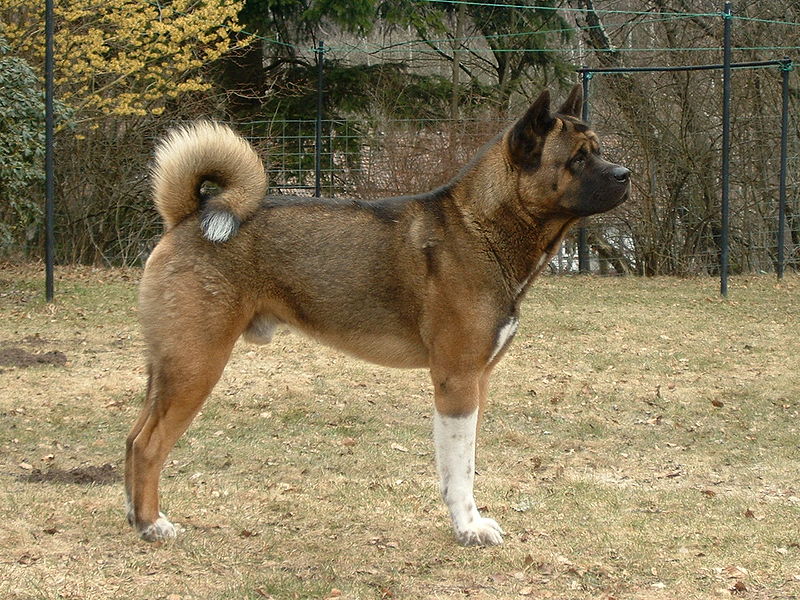 File:American Akita - Mad-Max2.jpg