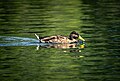 Image 637American black duck (Anas rubripes) at Quarry Lake, Naperville, Illinois, US